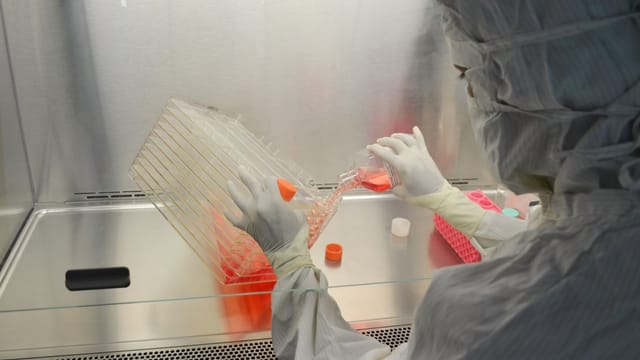 A scientist in full protective gear working in a laboratory on research with cell cultures.