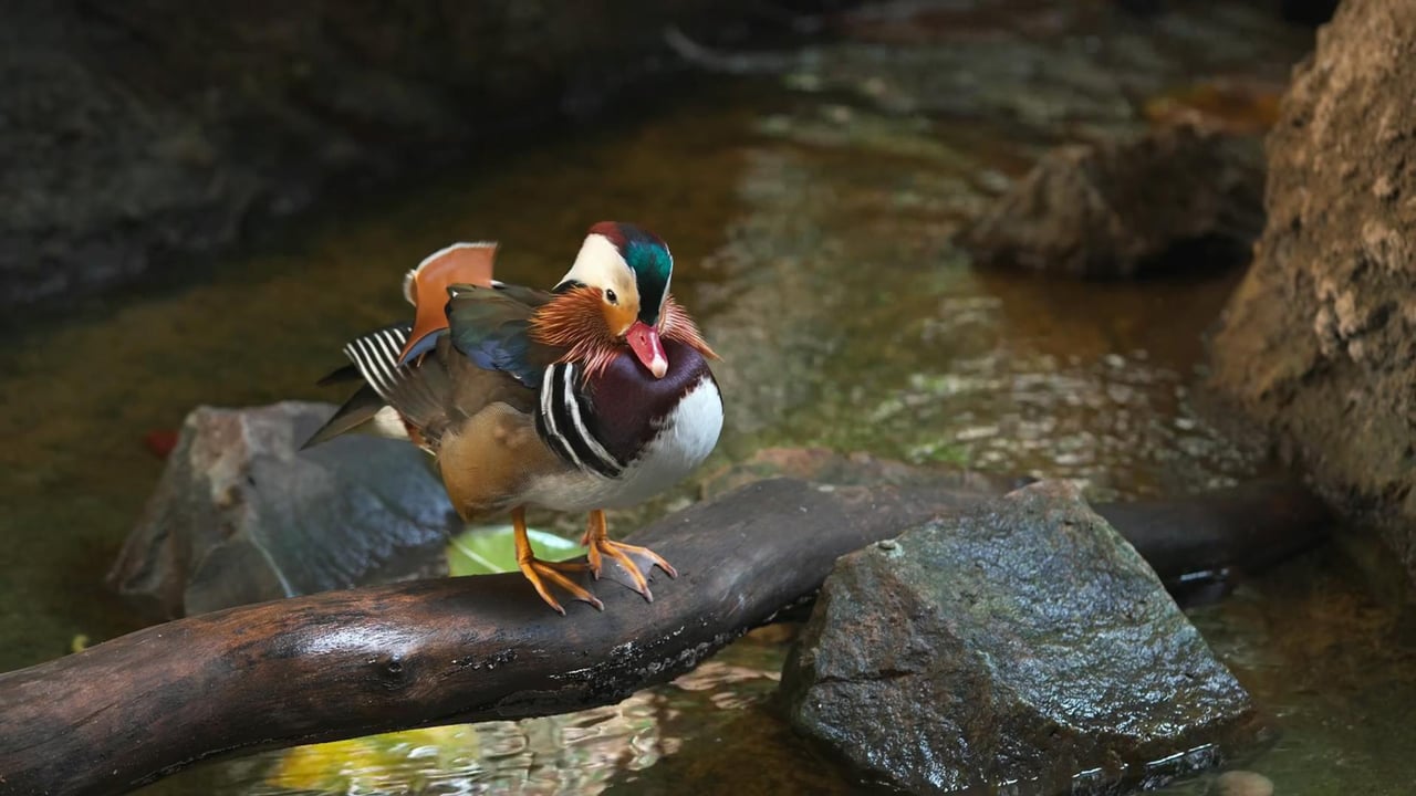 A colorful mandarin duck standing on a rock by a tranquil stream in the wild.