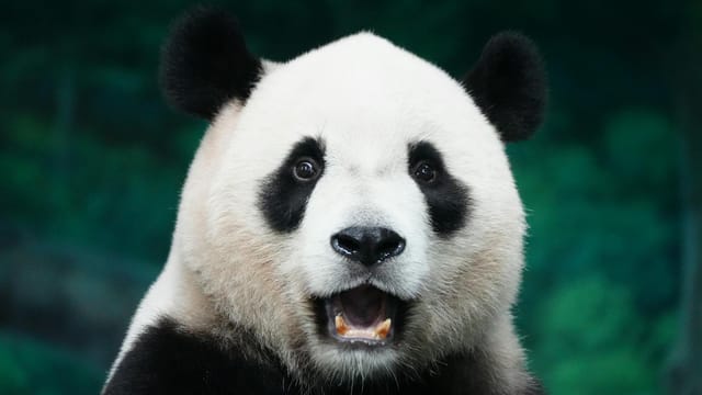 A captivating close-up of a giant panda bear set against a lush green background.