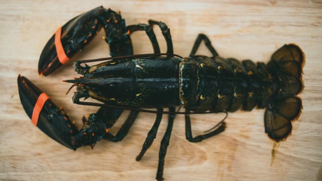 Close-up of a fresh lobster on a wooden surface, ideal for culinary and seafood themes.