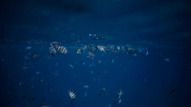 Captivating view of striped fish swimming below the ocean surface in a tranquil underwater setting.