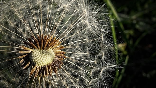 A detailed macro photograph showcasing the intricate beauty of a dandelion with seeds ready to disperse.