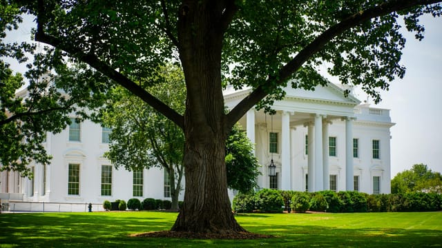 A view of the White House with lush greenery on a summer day, featuring a prominent tree.