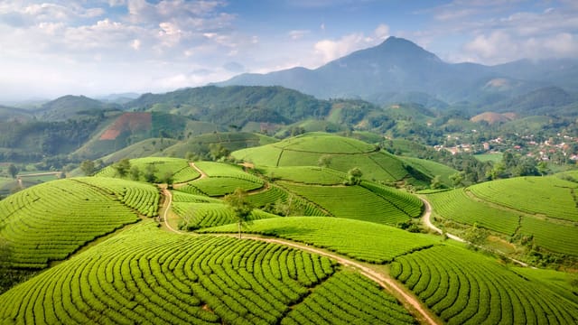 Illustrative image: A stunning aerial view showcasing lush green tea plantations under a clear blue sky.