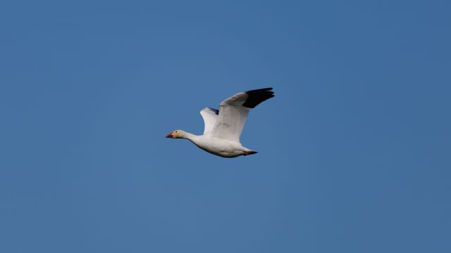 A snow goose gracefully flying against a clear blue sky, showcasing its white plumage and black wingtips.