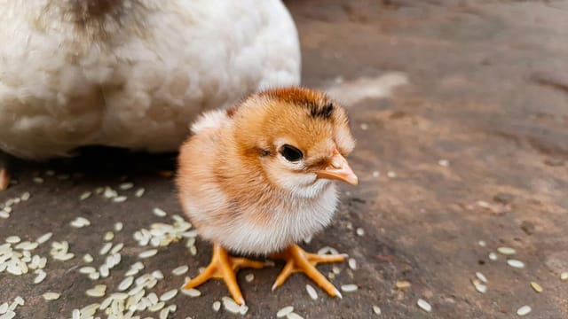 Adorable chick next to a hen with scattered rice, showcasing animal cuteness and natural setting.