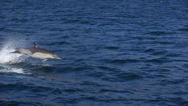 A bottlenose dolphin jumping above the vibrant blue ocean waves on a sunny day.