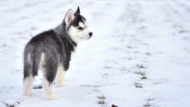 Adorable Siberian Husky puppy exploring the snowy outdoors with curious expression.