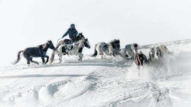 A Mongolian herder leading horses through a snowy landscape in Inner Mongolia, China.