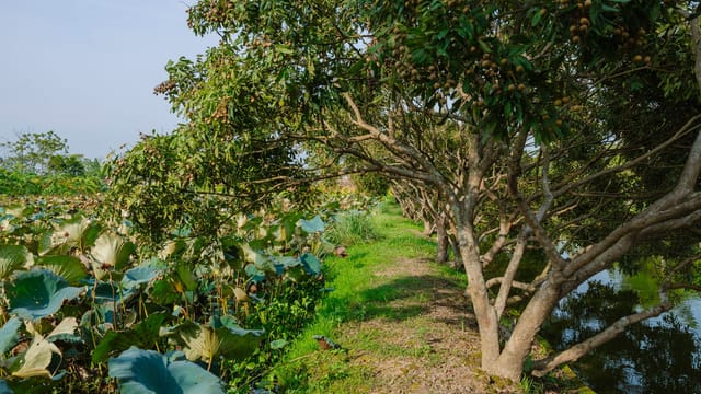 Serene orchard landscape with fruit-laden trees and a reflective pond on a sunny day.