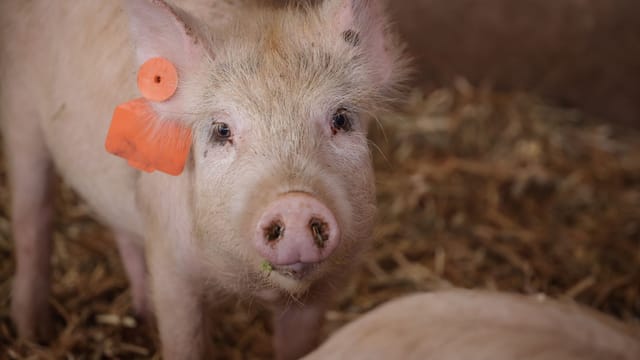 A curious piglet with a tag explores the straw floor of a farm environment.