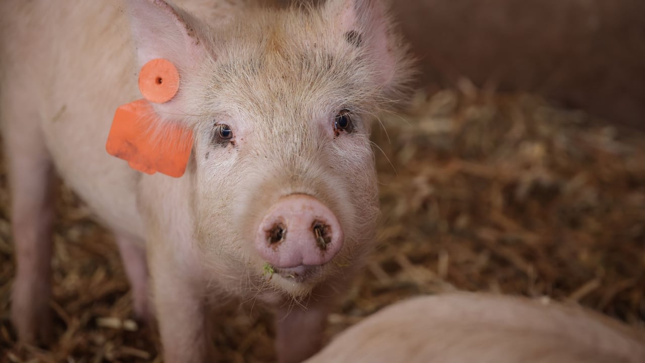 A curious piglet with a tag explores the straw floor of a farm environment.