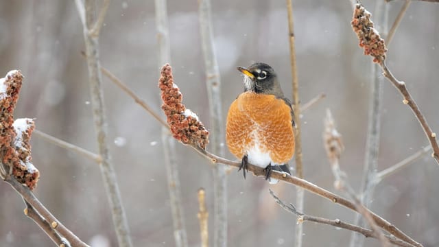 A vivid American Robin sits on a snowy branch in the Michigan wilderness.