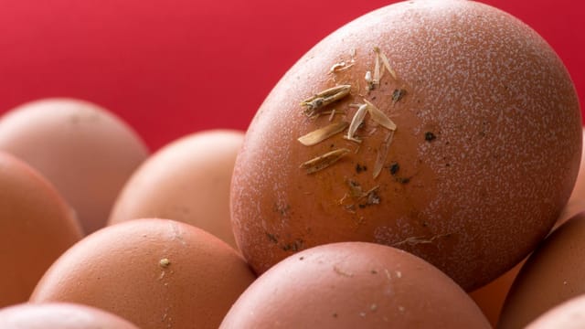 A detailed close-up of fresh organic brown chicken eggs with visible specks on a vibrant red background.