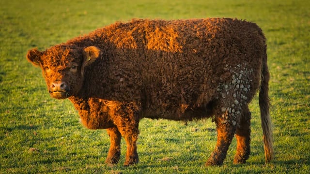 A fluffy Galloway cow basking in the warm sunlight on a peaceful meadow.