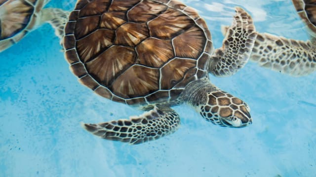 A close-up of a sea turtle gracefully swimming underwater in clear blue water.