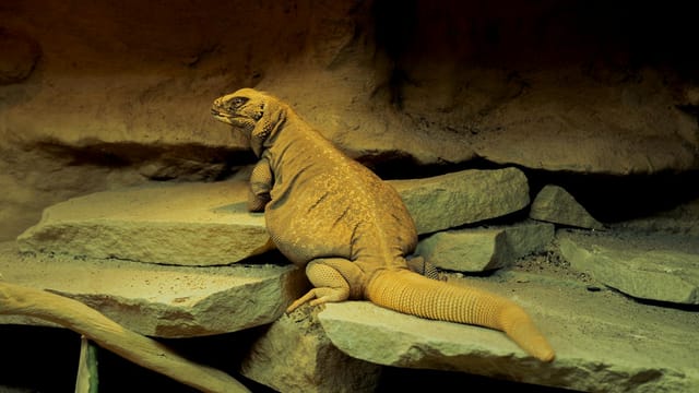 Image for The Legacy of Biologist Bingzhi: A Pioneer in Modern Chinese Zoology