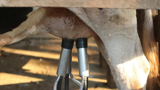 Automated milking machine in action on a dairy cow. Efficient modern farming.