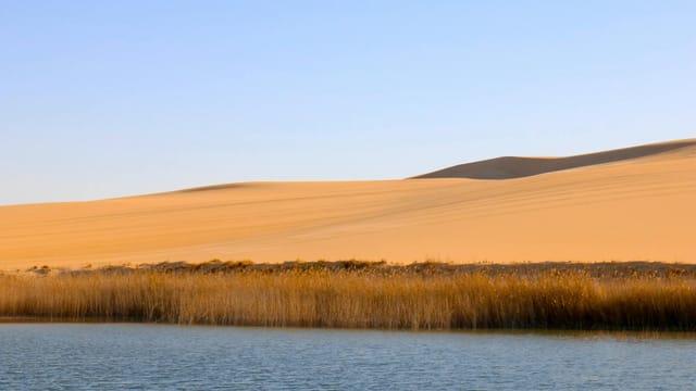 Peaceful oasis with water and grass, framed by vast sand dunes under a clear sky.