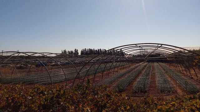 Decorative flower agricultural plan greenhouses in Ypsonas
