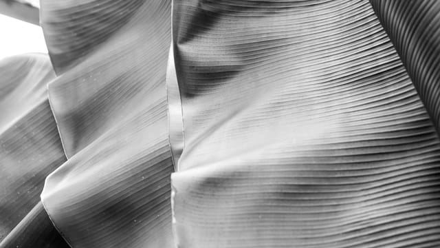 Artistic black and white close-up photo of banana leaves with textured patterns.