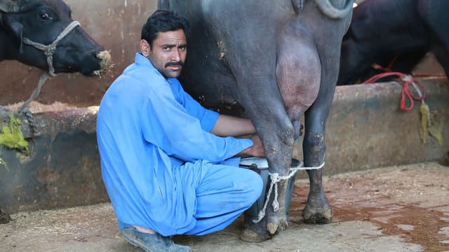 A farmer in Karachi milks a buffalo in a traditional barn setting.