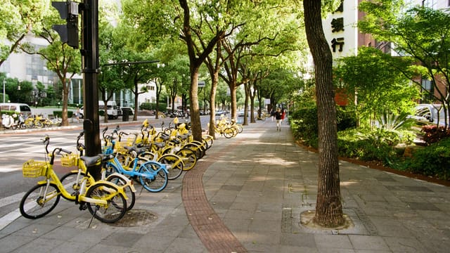 Yellow shared bikes line a tree-shaded street in vibrant Shanghai, China.