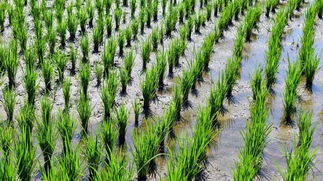 Vibrant rice paddies and young plants in Tabanan, Bali, highlighting traditional agriculture.