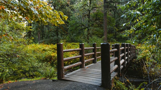 Captivating view of a wooden bridge surrounded by dense green foliage in a forest.