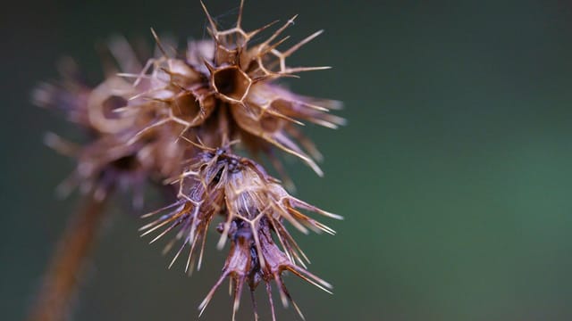 Detailed close-up image of a dried thistle with sharp thorns and a blurred background.