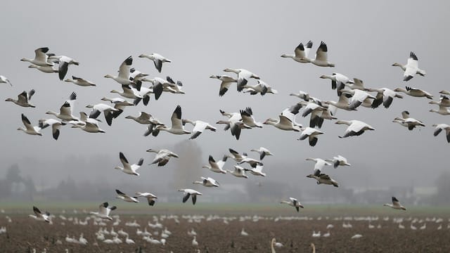 A flock of snow geese flying over a field on a cloudy day.