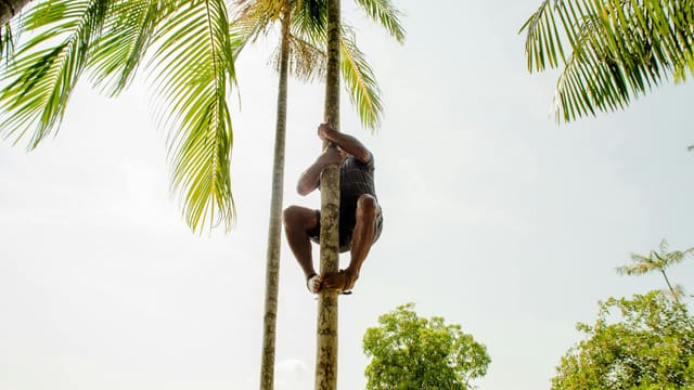 A man skillfully climbs a palm tree in the lush greenery of Belém, Brazil.