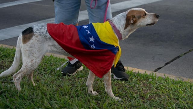 Dog dressed in Venezuelan flag standing on grass, capturing the essence of a peaceful demonstration.