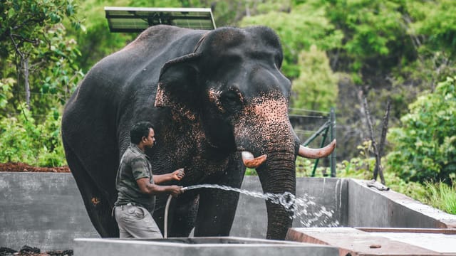 A man washing an Asian elephant outdoors in lush greenery of Madikeri, India.