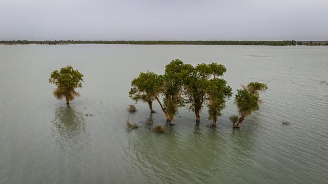 Scenic aerial view of trees submerged in water, Aksu Prefecture, Xinjiang, showcasing natural beauty.