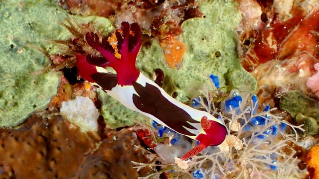 Close-up of a colorful nudibranch exploring a coral reef in Padre Burgos, Philippines.