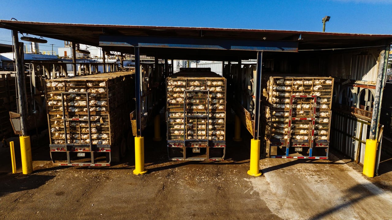 Chicken transport trucks at market in Chattanooga, TN.