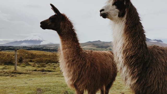 Two llamas in the Andes mountains with scenic views of Cotopaxi volcano.