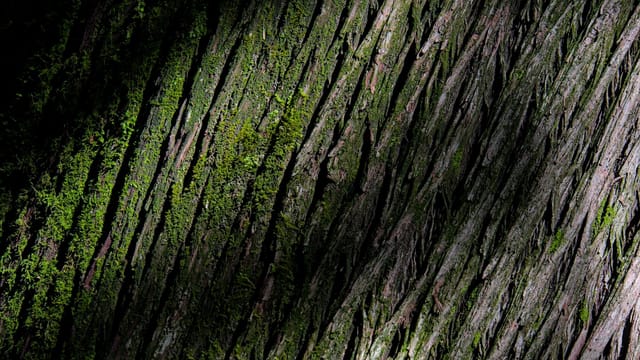 Close-up of tree bark with moss in a forested area, capturing light and shadow play.