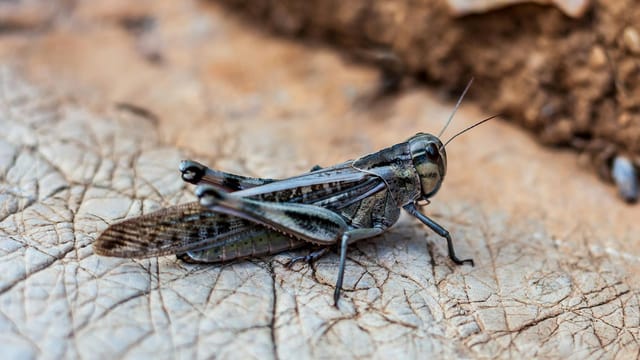 Macro photo of a locust perched on a textured leaf surface.