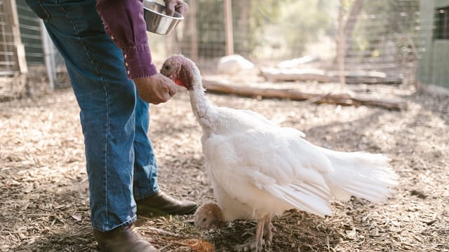 A farmer feeds white turkeys outdoors on a sunny day, showcasing farm life.