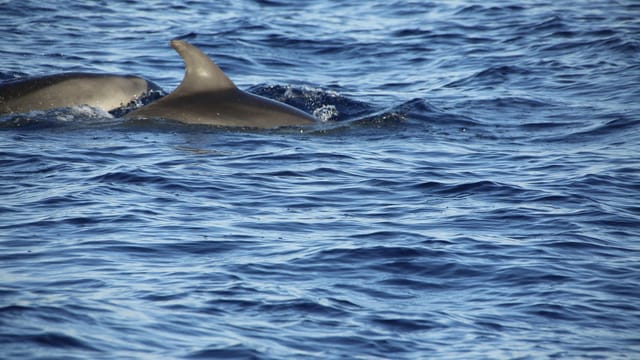 Two dolphins swimming in the blue ocean captured in a natural setting.