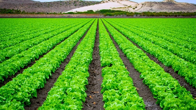 Vibrant rows of lettuce in an open field with scenic hills, captured in Marina, California.