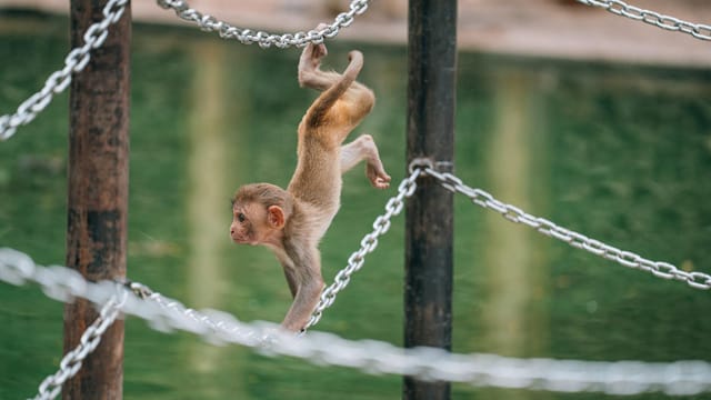 Young monkey hanging from a chain outdoors by the water.