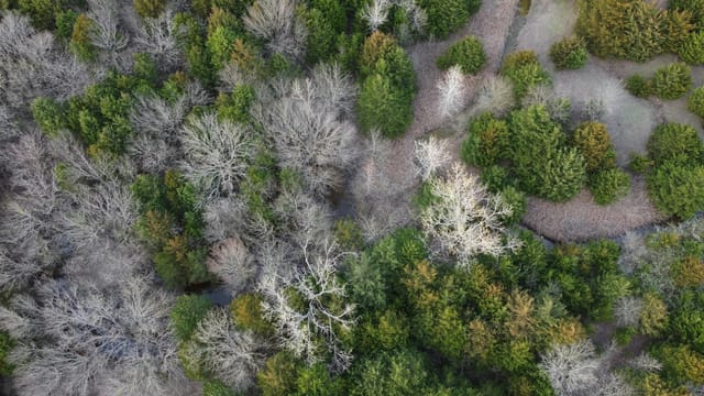 A stunning aerial view of a mixed forest in Yushu Zangzuzizhizhou, showcasing fall colors.
