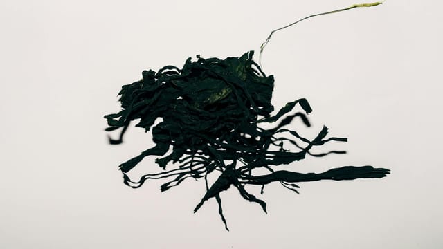 A high-angle shot of dried seaweed, showcasing its texture against a flat white background.