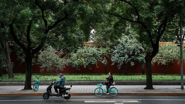 Two cyclists ride under lush trees along a peaceful urban street in China.