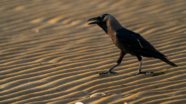 A crow walking on rippled sand during sunset in Bandar Abbas, Hormozgan Province.