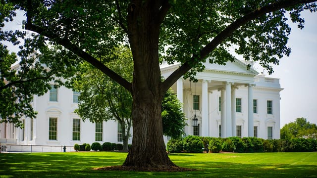 A view of the White House with lush greenery on a summer day, featuring a prominent tree.