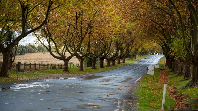 Picturesque autumn road lined with trees arching over. Tranquil countryside scene.